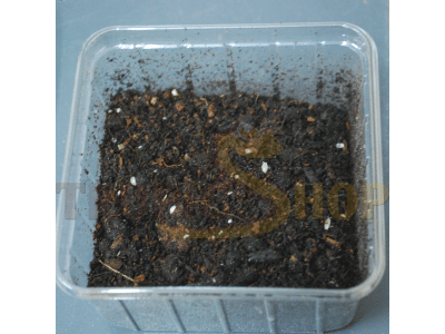 Weiße Assel im Zuchtansatz 500ml Dose - Bodenpolizei für das Terrarium