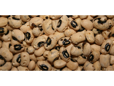 Zuchtansatz Bohnenkaefer