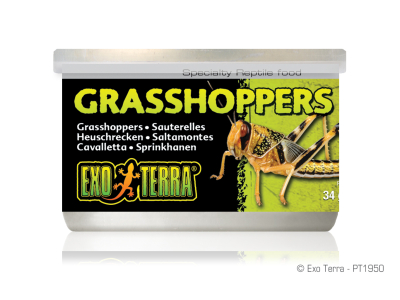 Exo Terra Heuschrecken (Grasshoppers)