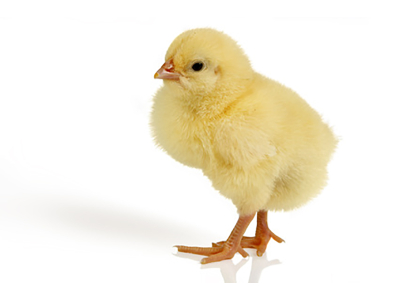 Küken / Eintagsküken - Für Katzen Schlangen und Greifvögel