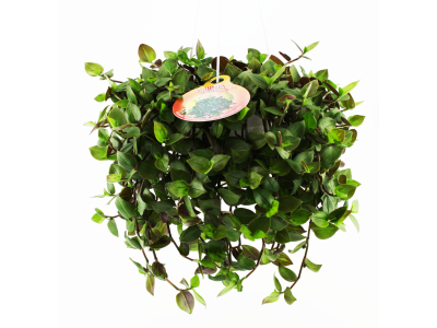 Flumi Ampel - Tradescantia Futterpflanze