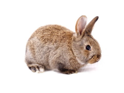 Kaninchen 1 Stück
