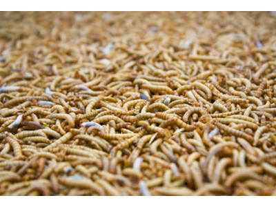 Schimmelkäferlarven / Buffalowürmer  (Alphitobius diaperinus)