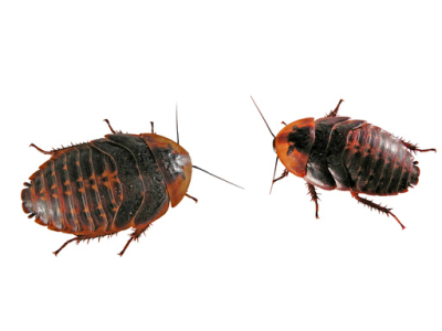 Argentinische Schaben (Blaptica dubia)