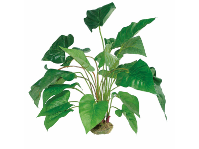 Anthurium mit Moosfuß ca. 45cm