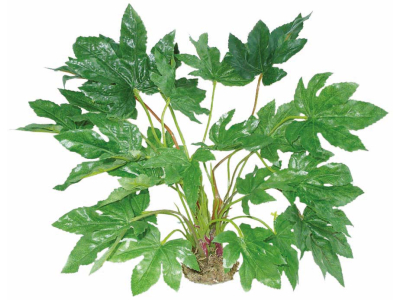 Aralie mit Moosfuß ca. 45cm