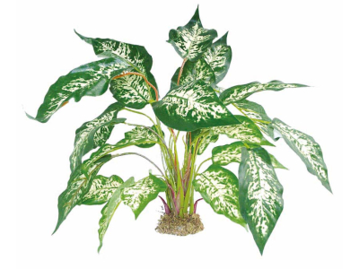 Dieffenbachia mit Moosfuß ca. 45cm