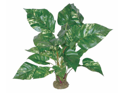 Pothos mit Moosfuß ca. 45cm