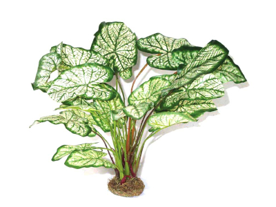 Caladium mit Moosfuß ca. 45cm