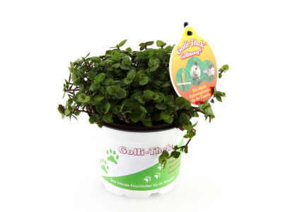 Golliwoog Futterpflanze (Callisia repens)