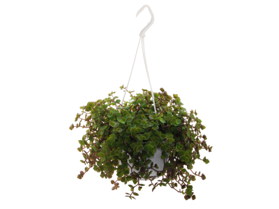 XL - Golliwoog Futterpflanze (Callisia repens) als Ampel zum aufhängen