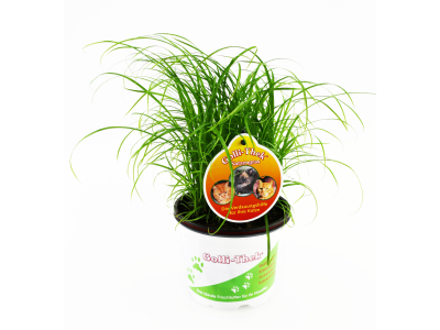 Katzengras Cyperus - Zyperngras Futterpflanze