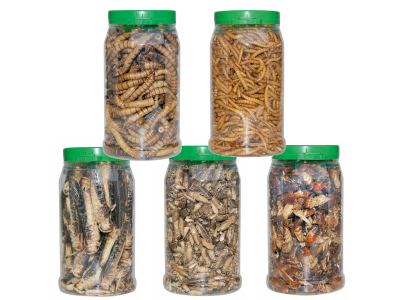 Gefriergetrocknet - Konservierte Insekten