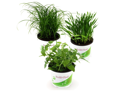 Pflanzen Set für Katzen - 2x Katzengras, 2x Katzenminze, 2x Katzengras Soft - Frische Futterpflanzen für Katzen