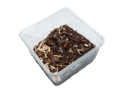 Kubanische Asseln Grau - das Futterinsekt mit hohem kalziumgehalt