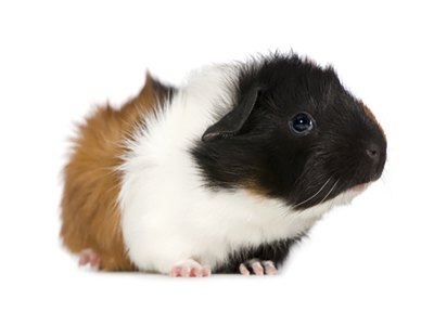 Meerschweinchen - Frostfutter für Großschlangen, Greifvögel etc. 