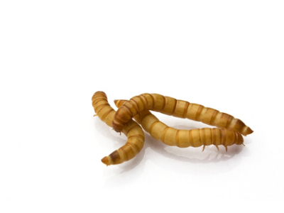 Zophobas (zophobas morio)