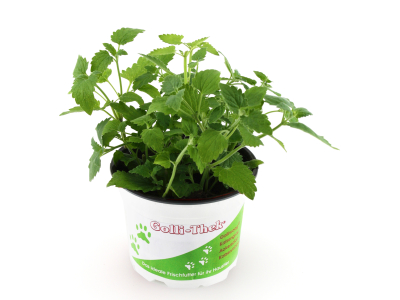 Katzenminze Futterpflanze - Nepeta cat.