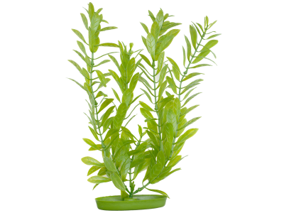 Marina Aquascaper Hygrophila