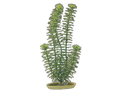 Marina Aquascaper Anacharis 13cm