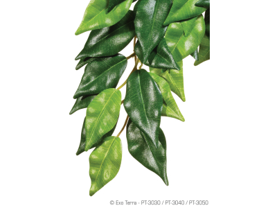 Fikus - Hängende Regenwaldpflanzen