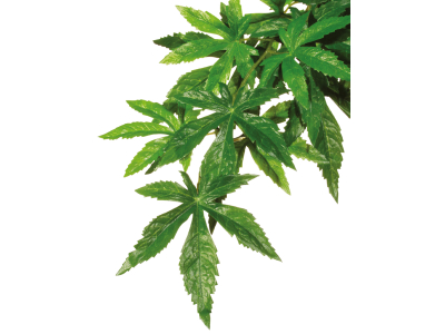 Abutilon Hängende Regenwaldpflanzen