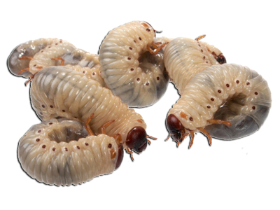 Rosenkäferlarven (Pachnoda butana) Dose á 8-10 Stk