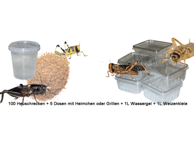 Futterinsekten Sparpaket Set. 100 Heuschrecken, 5 Dosen Grillen, 0,5L Weizenkleie sowie 0,5L Wassergel