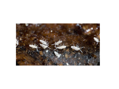 Springschwänze Dose 1/2 L