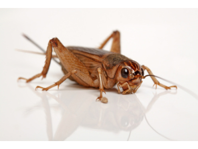 Steppengrillen - Gryllus assimili