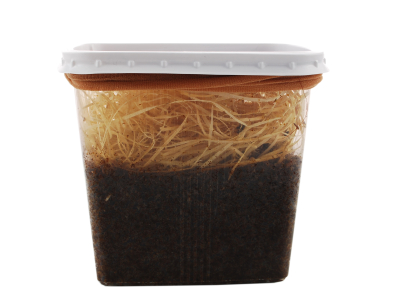 Terfly (Stummelfliegen) - Stubenfliegen - Goldfliegen