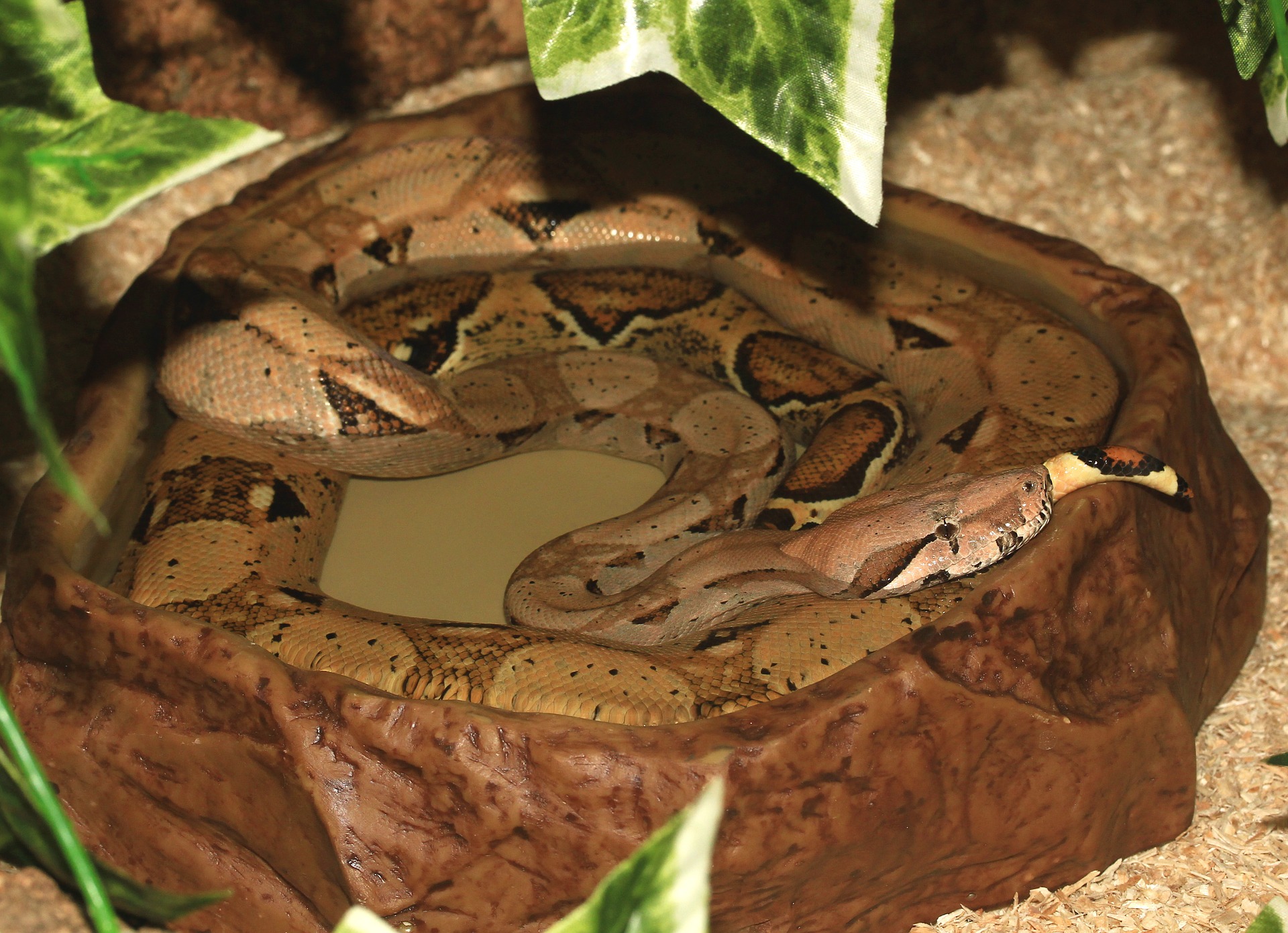 Boa Constrictor im Terrarium