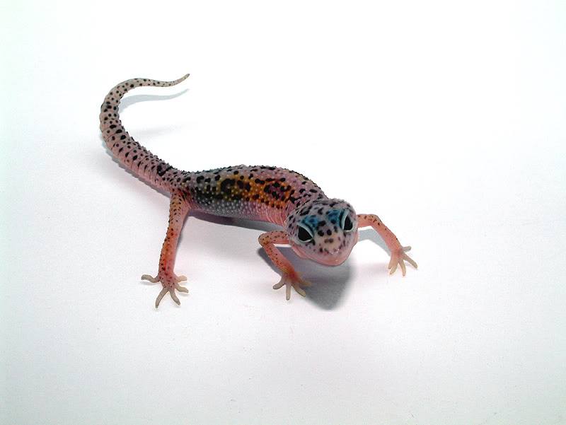 Leopardgecko