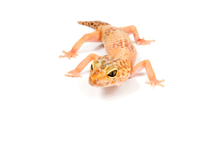 Leopardgecko