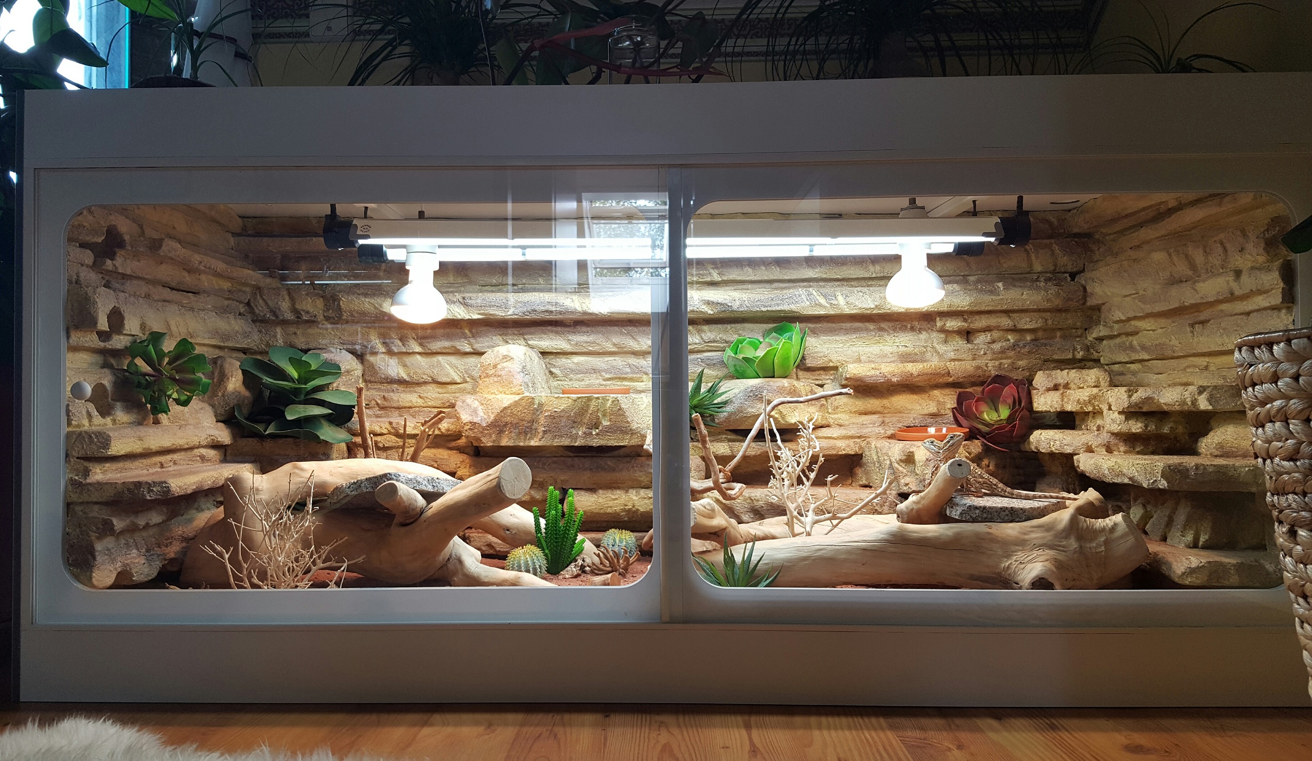 Leopardgecko Terrarium