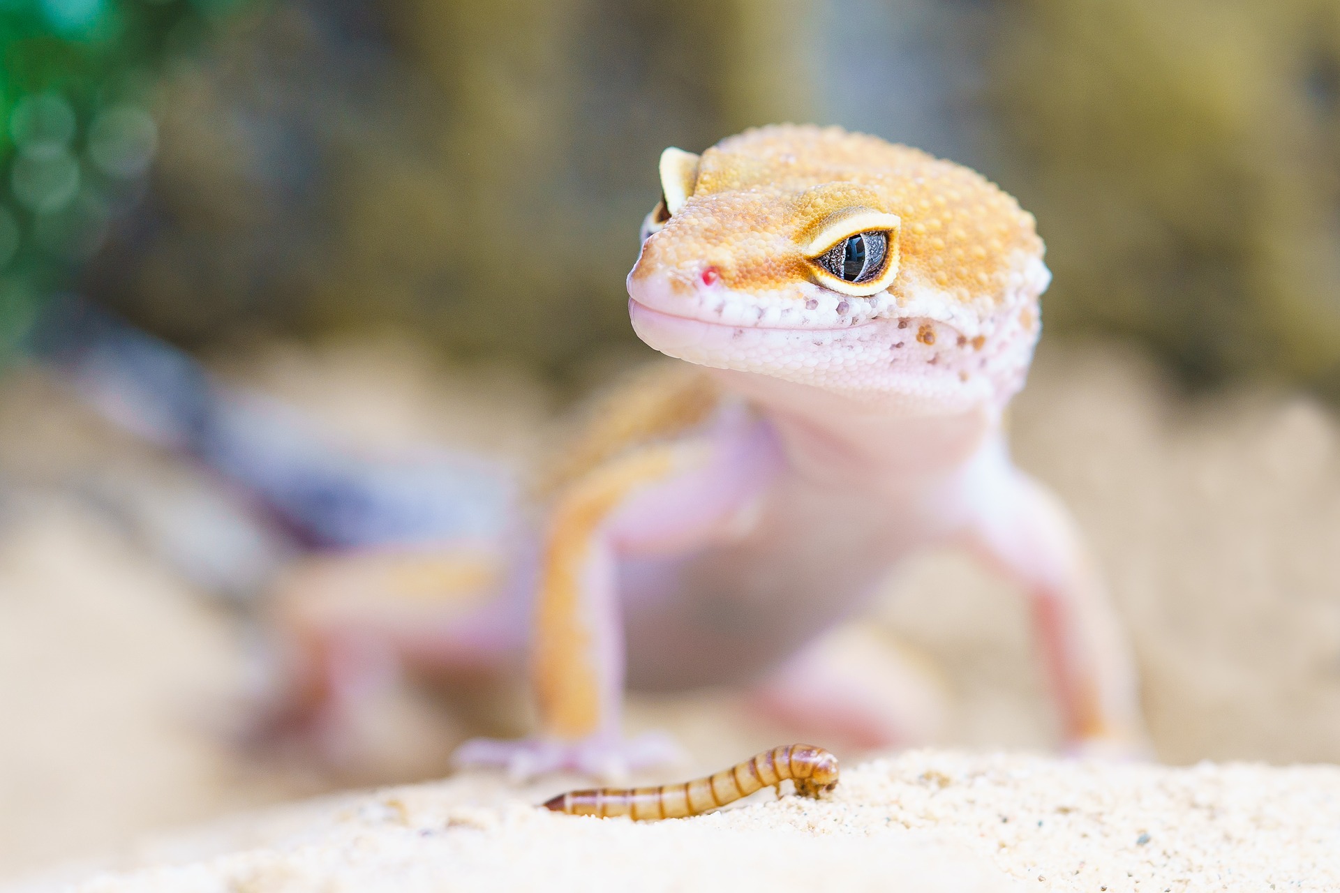 Leopardgecko Futter