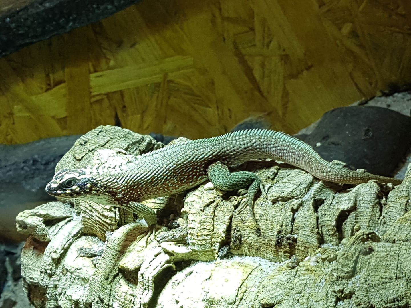Maskenleguan im Terrarium