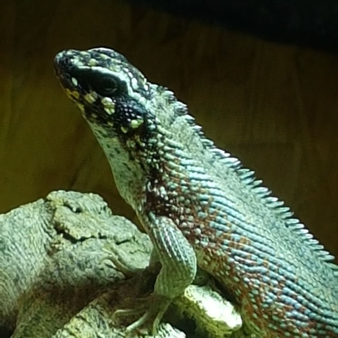 Maskenleguan Aussehen