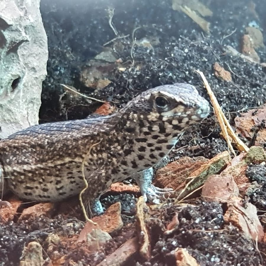 Maskenleguan auf Bodengrund
