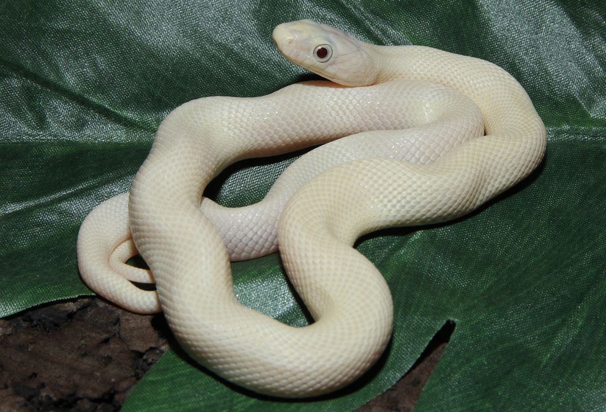 Erdnatter Haltung im Terrarium