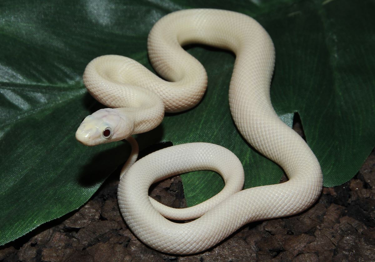 Erdnatter im Terrarium