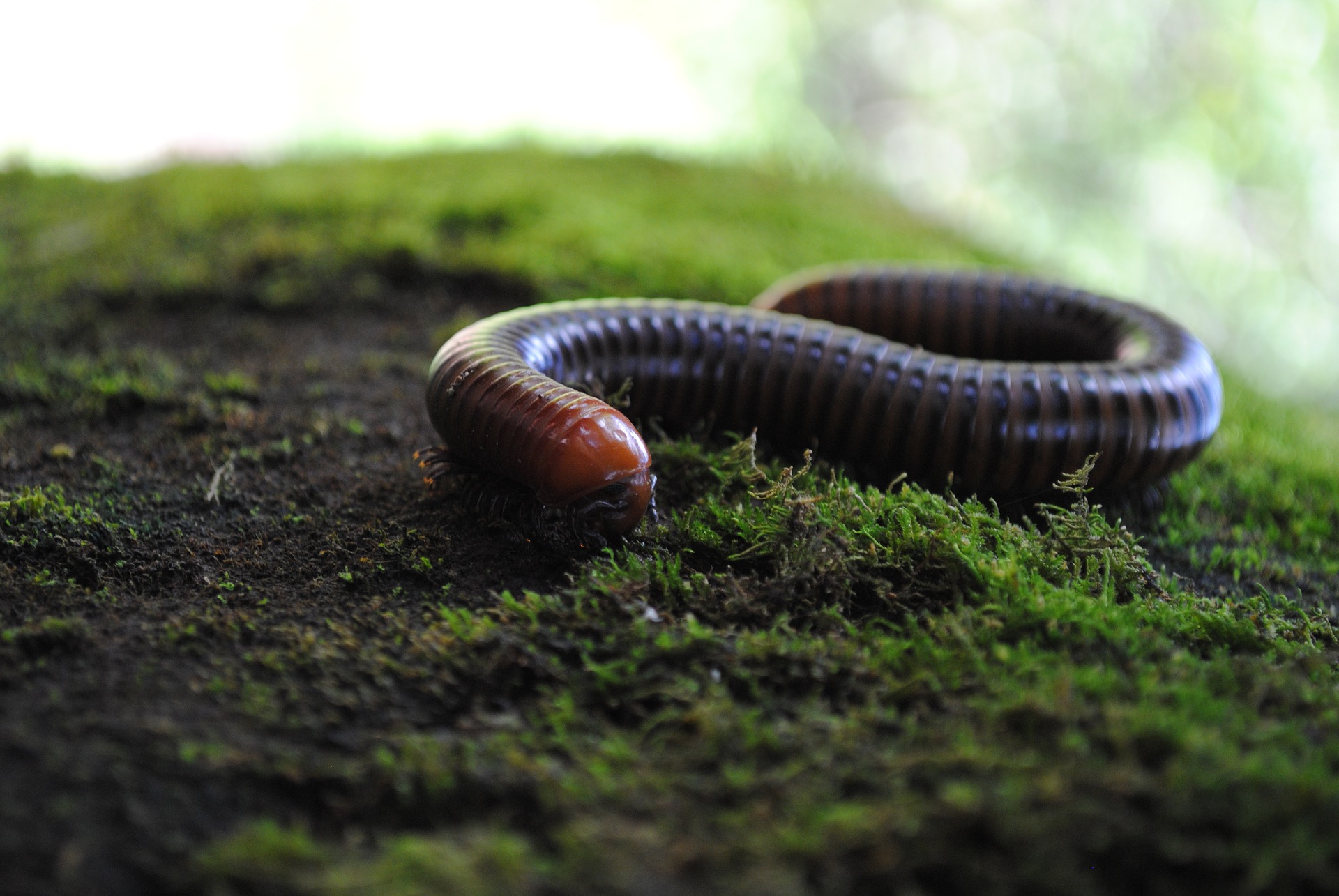 Afrikanischer Riesentausendf&uuml;&szlig;er - Haltung im Terrarium