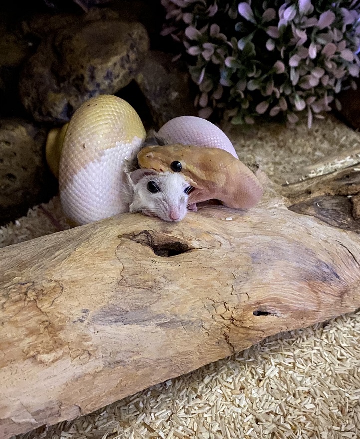 Schlangef&uuml;tterung