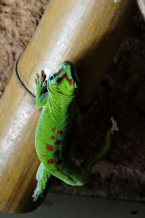 Gro&szlig;er Madagaskar Taggecko
