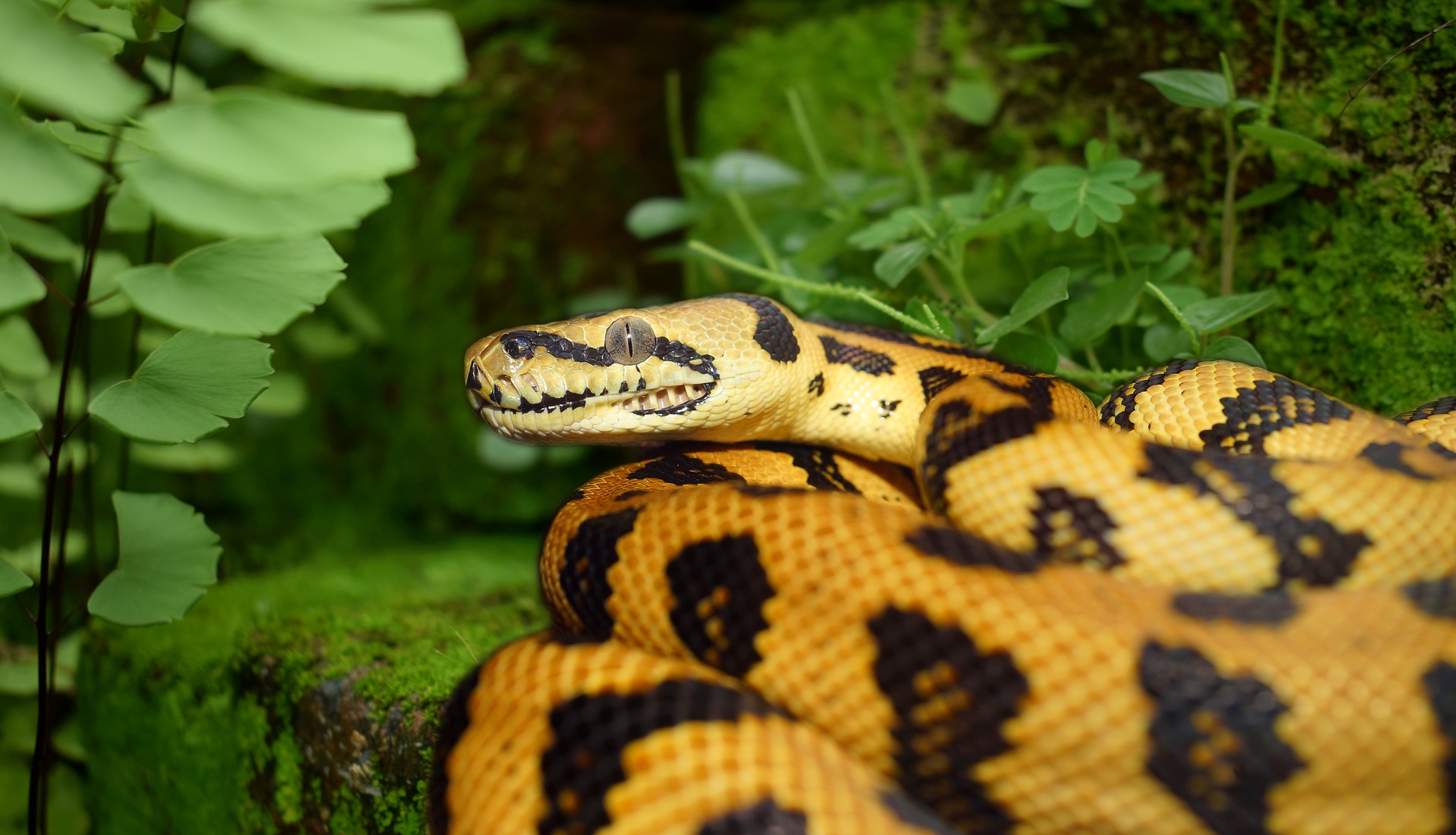 Teppichpython auf Bodengrund