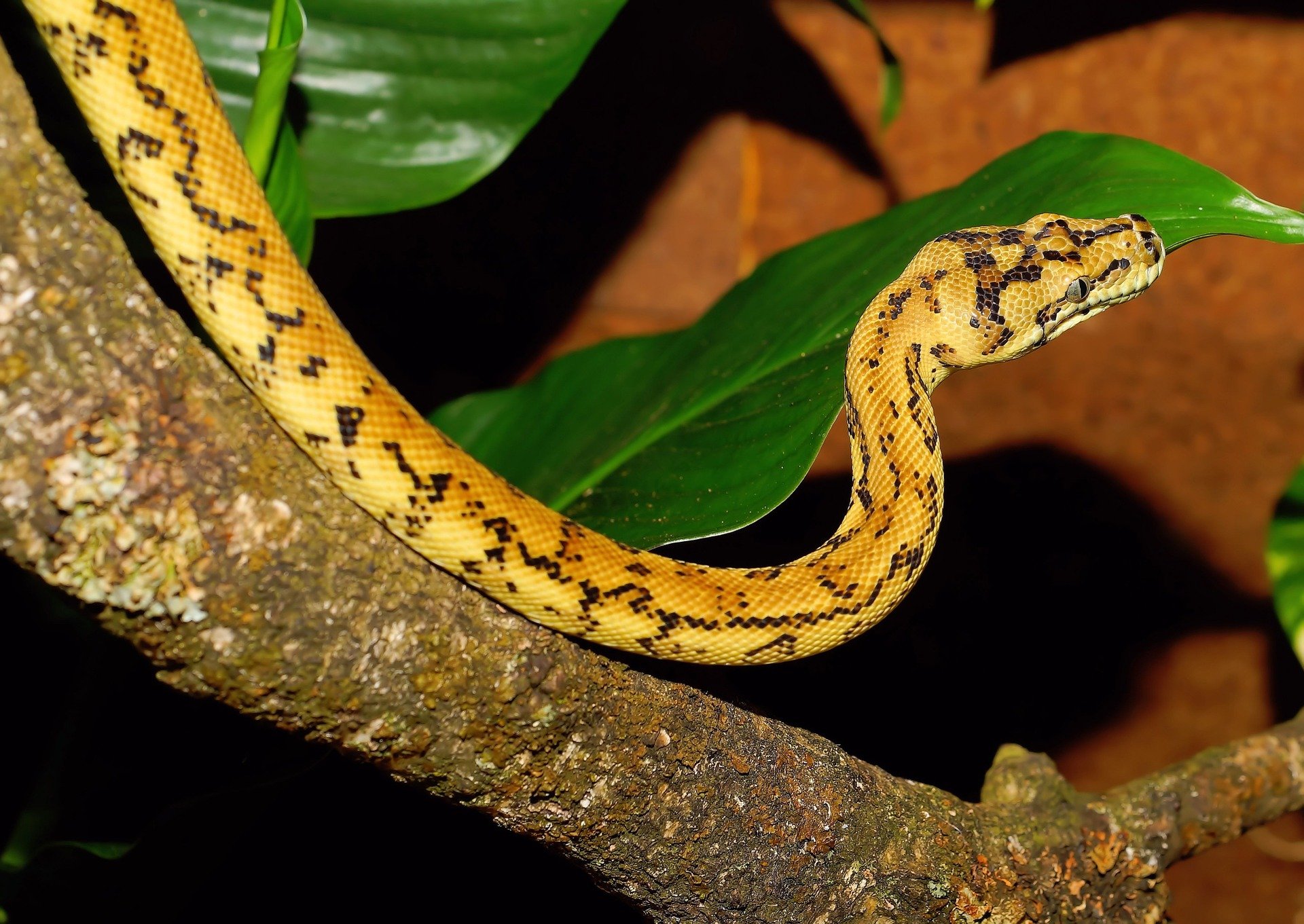 Teppichpython (Morelia spilota)