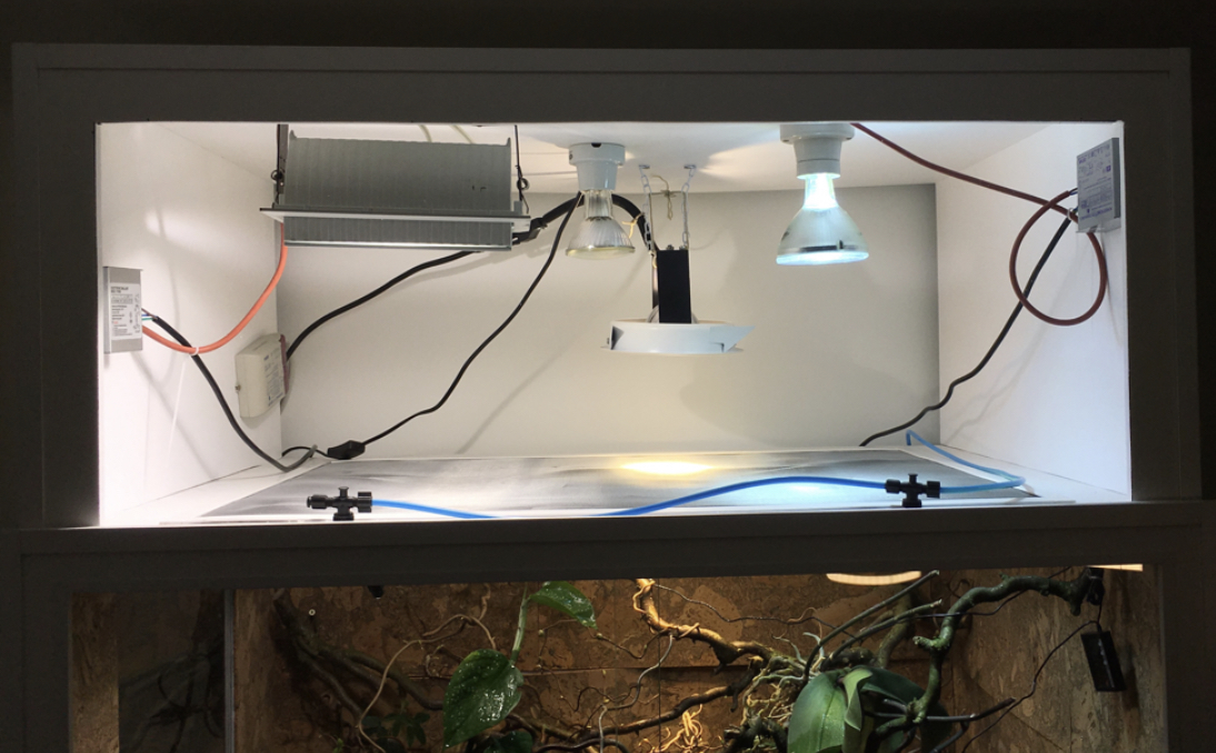 Panthercham&auml;leon Terrarium Beleuchtung