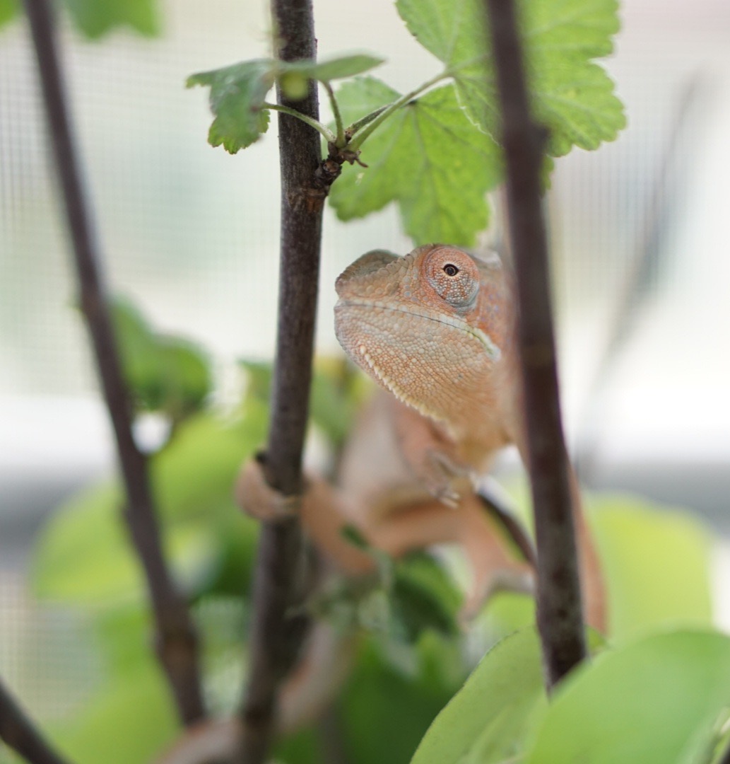 Panthercham&auml;leon