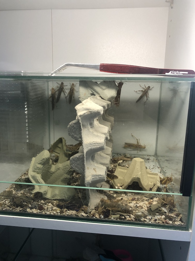 Panthercham&auml;leon Futter