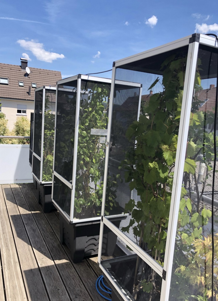 Panthercham&auml;leon Outdoor Haltung